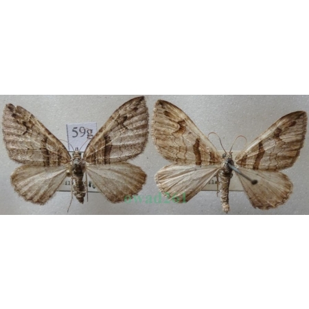 Pareulype berberata (Denis & Schiffermüller, 1775) pair Paśnik berberysek Czech59g